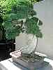 bonsai6.jpg